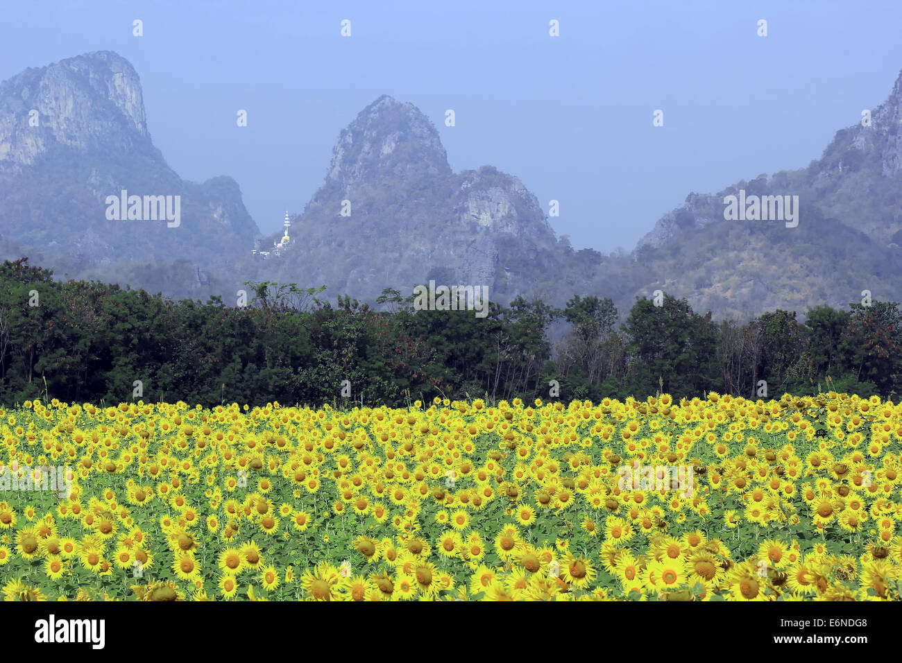beautiful sky over the sunflower field Stock Photo - Alamy