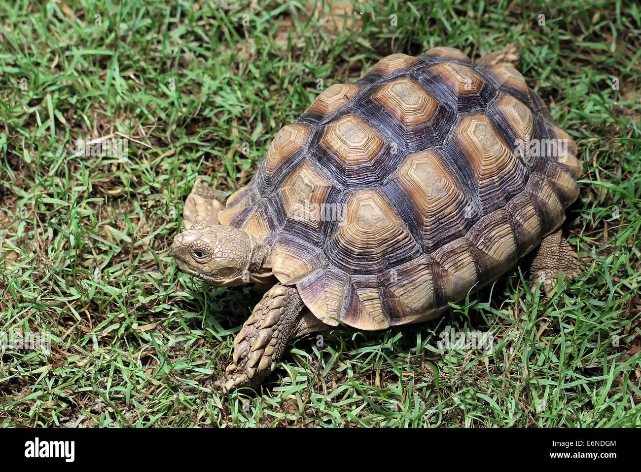 closeup of a turtle on the floor Stock Photo Alamy