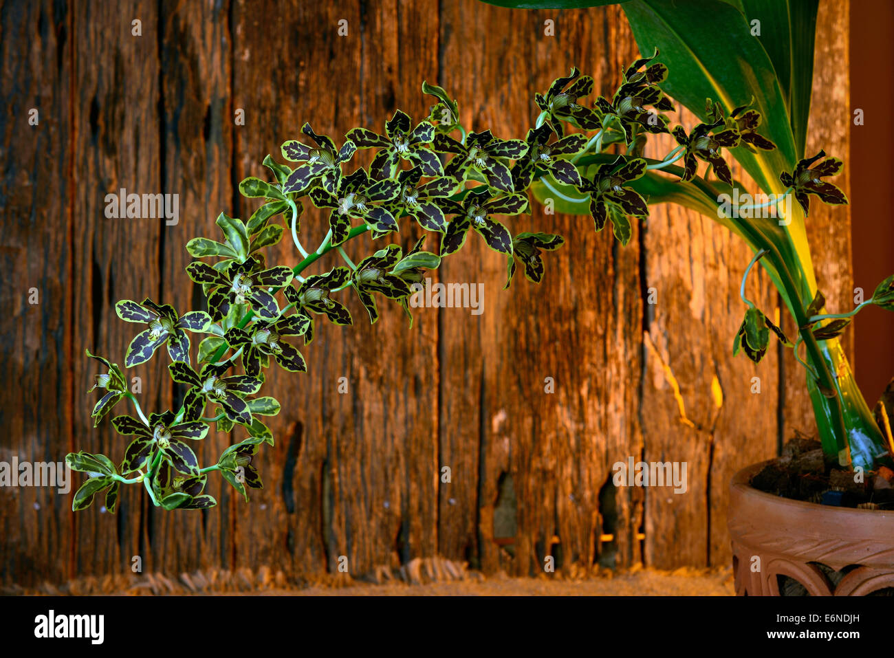 Beautiful orchids of Thailand Stock Photo - Alamy