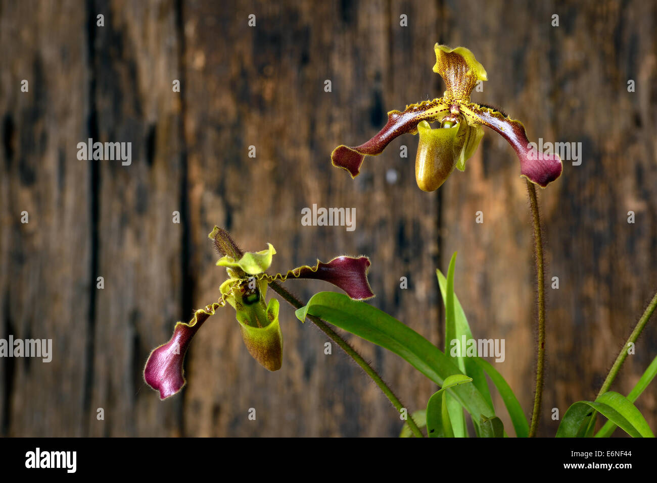 Beautiful orchids of Thailand Stock Photo - Alamy