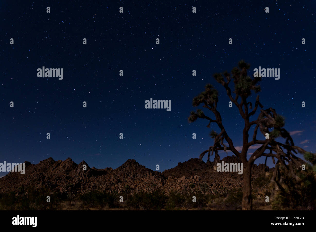 Starry night Joshua Tree landscape - Joshua Tree National Park, California USA Stock Photo