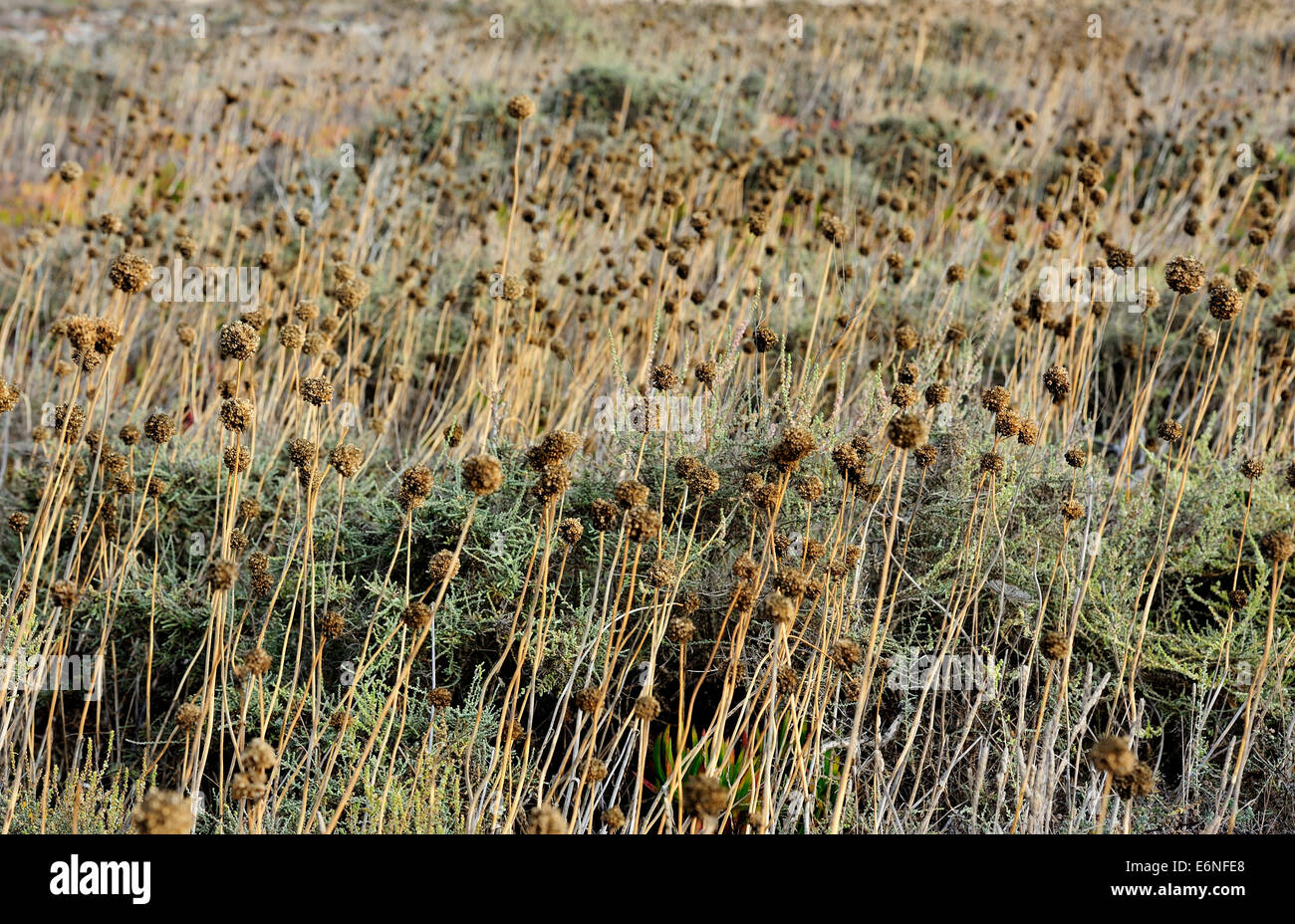 Dry grass field hi-res stock photography and images - Alamy