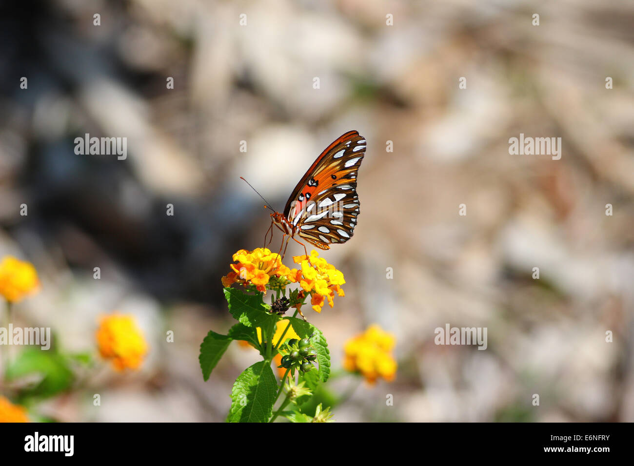 Butterfly sitting on a flower Stock Photo - Alamy