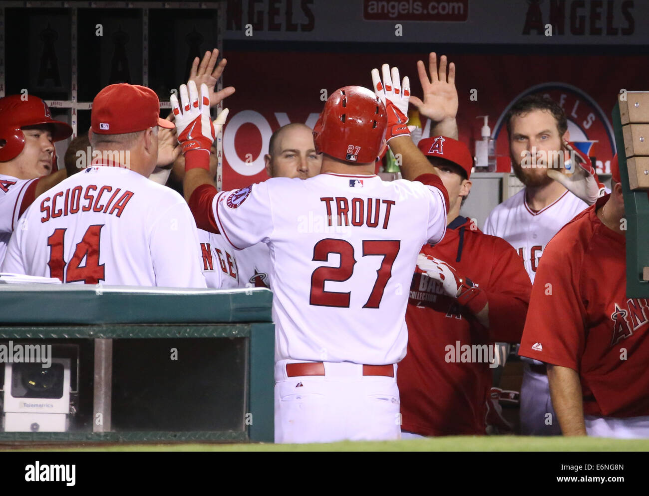 Anaheim, CA, I.E. USA. 27th Aug, 2014. August 27, 2014: Miami Marlins and Los Angeles Angels of Anaheim, Angel Stadium in Anaheim, CA. Mike Trout #27 celebrates with his teammates after his home run. Credit:  Peter Joneleit/ZUMA Wire/ZUMAPRESS.com/Alamy Live News Stock Photo