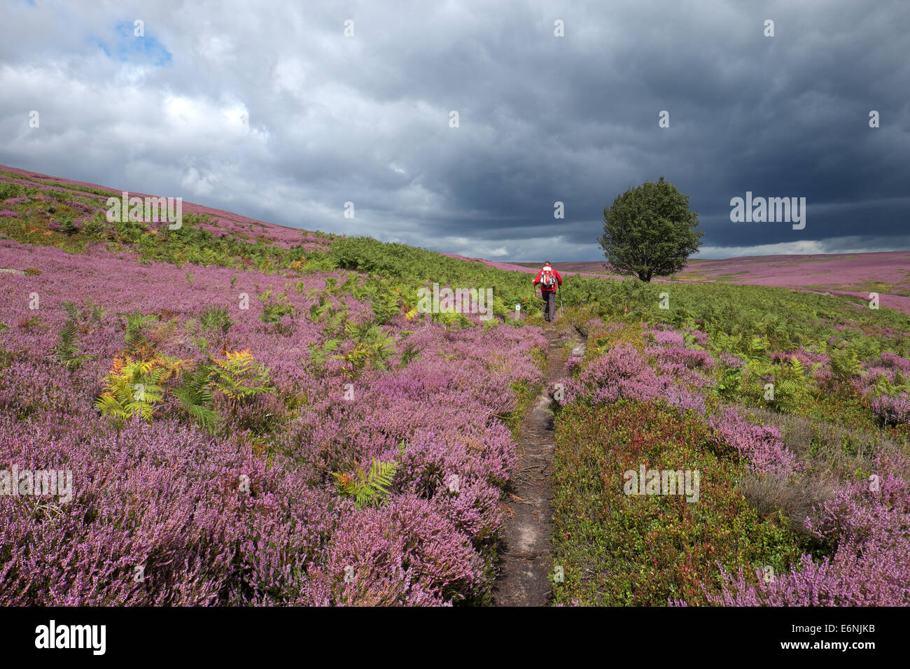Walker on North York Moors surrounded by flowering heather Stock Photo