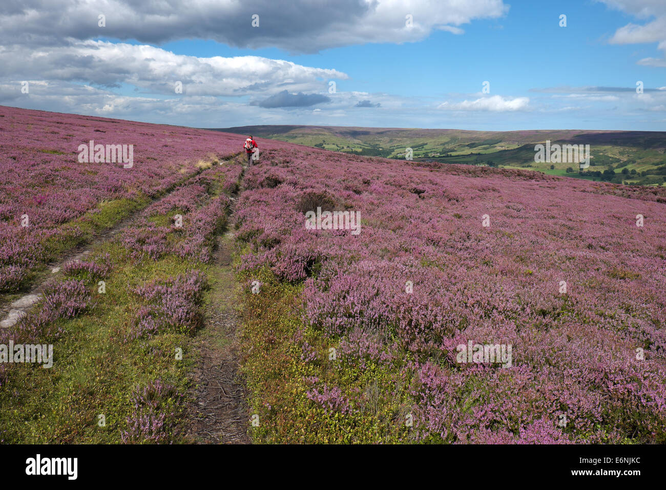 Walker on North York Moors surrounded by flowering heather Stock Photo