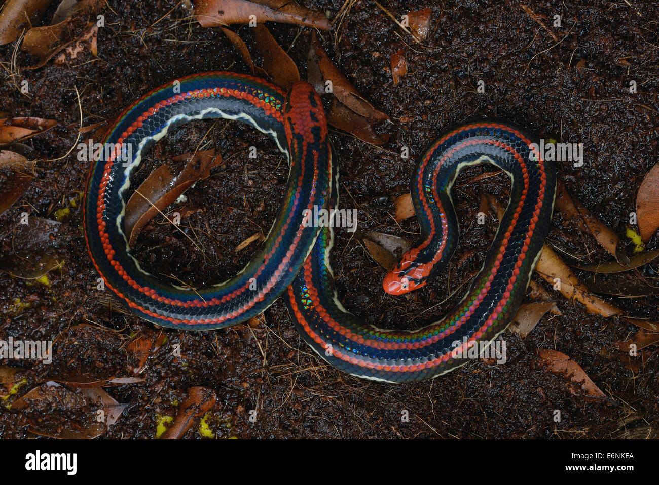 Stock photo of Blanford's Pipe Snake (Cylindrophis lineatus) raising its  tail which is…. Available for sale on