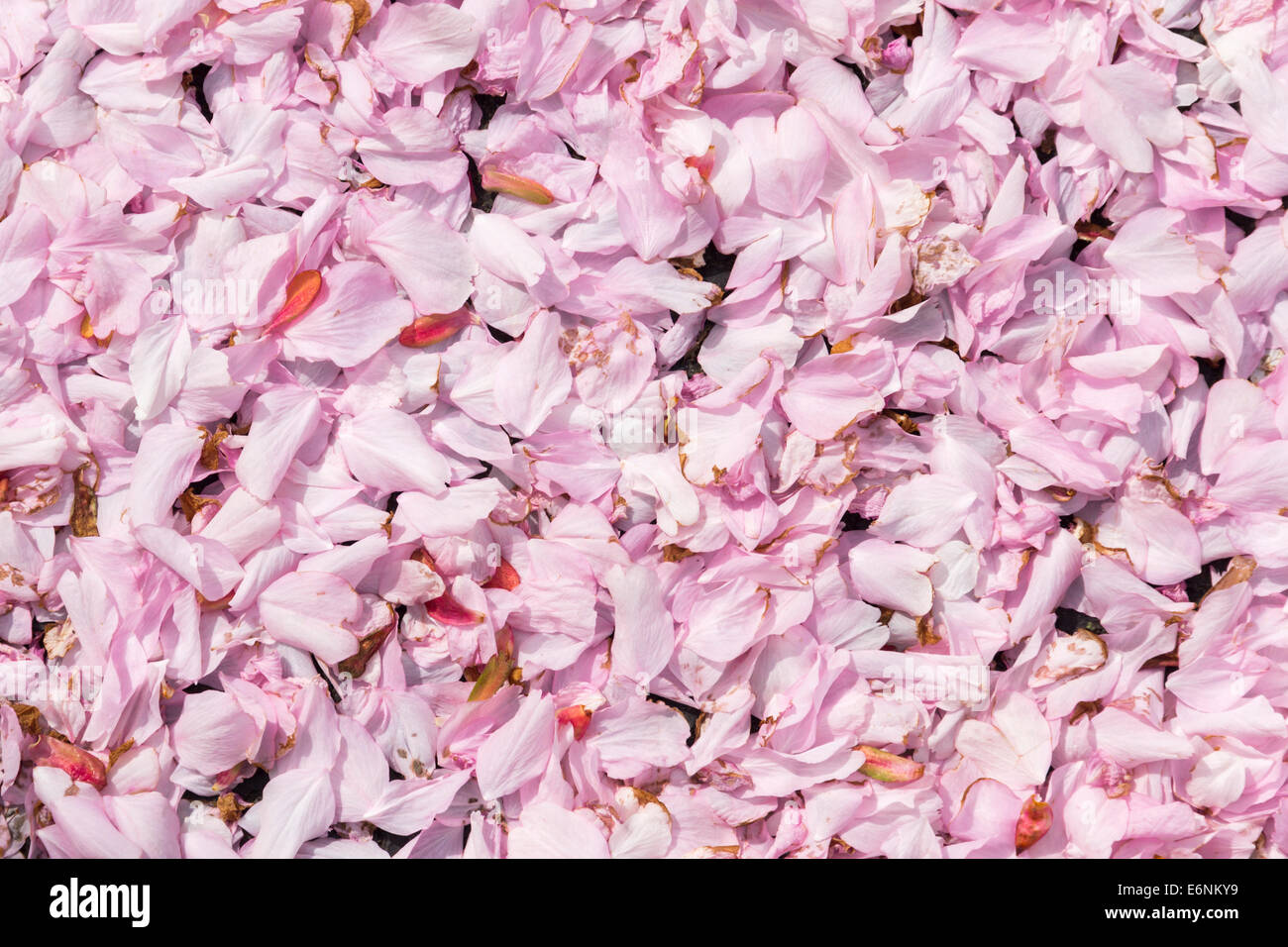 Carpet of fallen pink blossom which has fallen from a tree on to the surrounding ground. Stock Photo