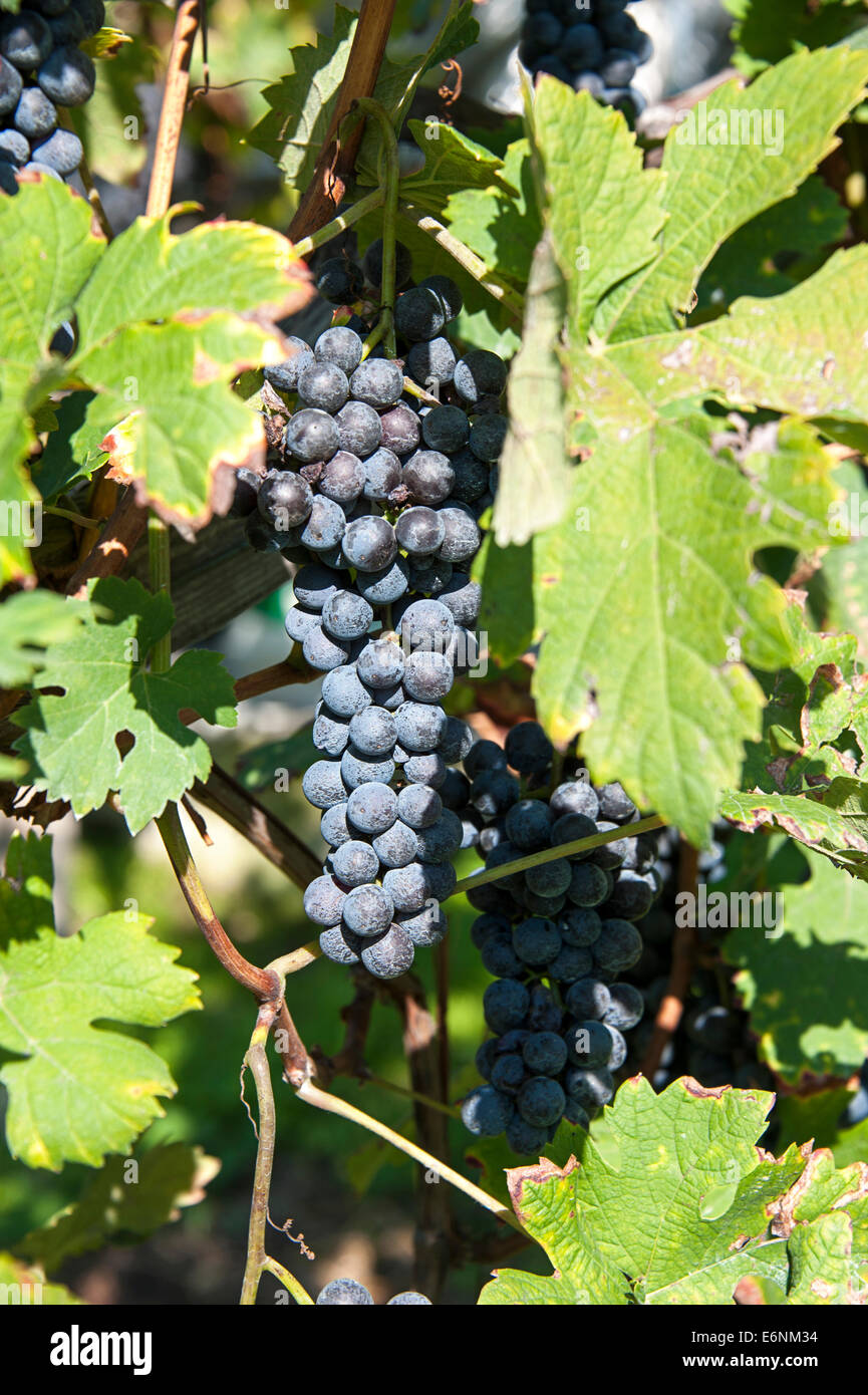 Red wine grapes ready for harvest Stock Photo Alamy