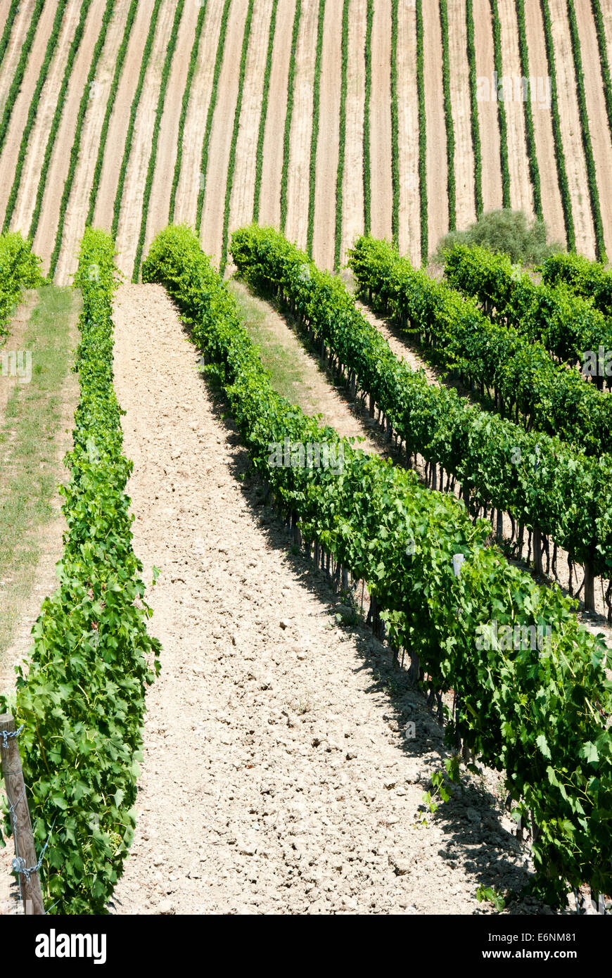 Beautiful rows of grapes in a vineyard in Tuscany Val d'Orcia Italy
