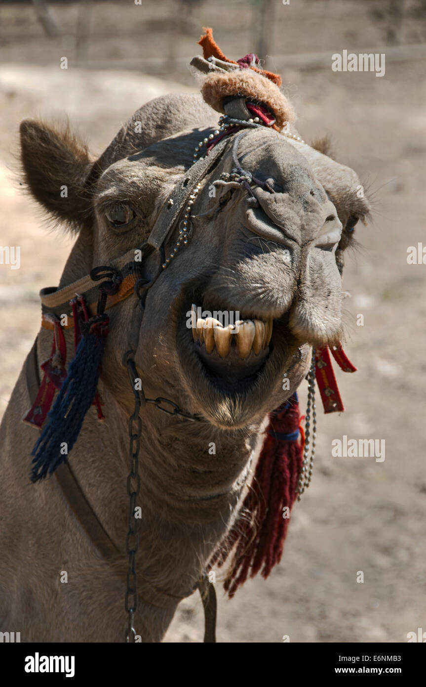 Bedouin Camel owned by family of Jordanian Bedouins who have set up camp outside downtown Amman. Stock Photo