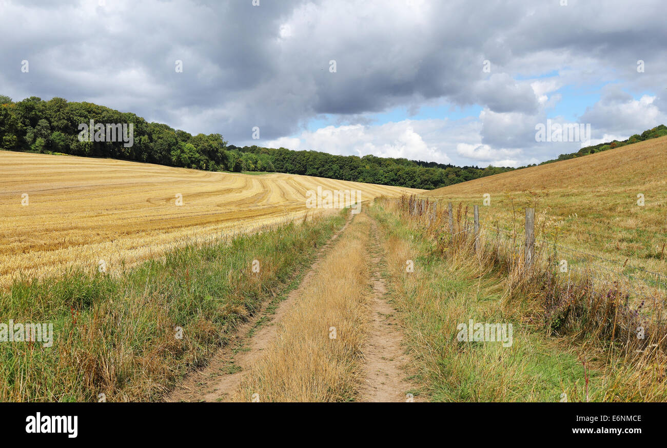 An English Rural Landscape in the Chiltern Hills with fields of golden wheat stubble and track between fields Stock Photo