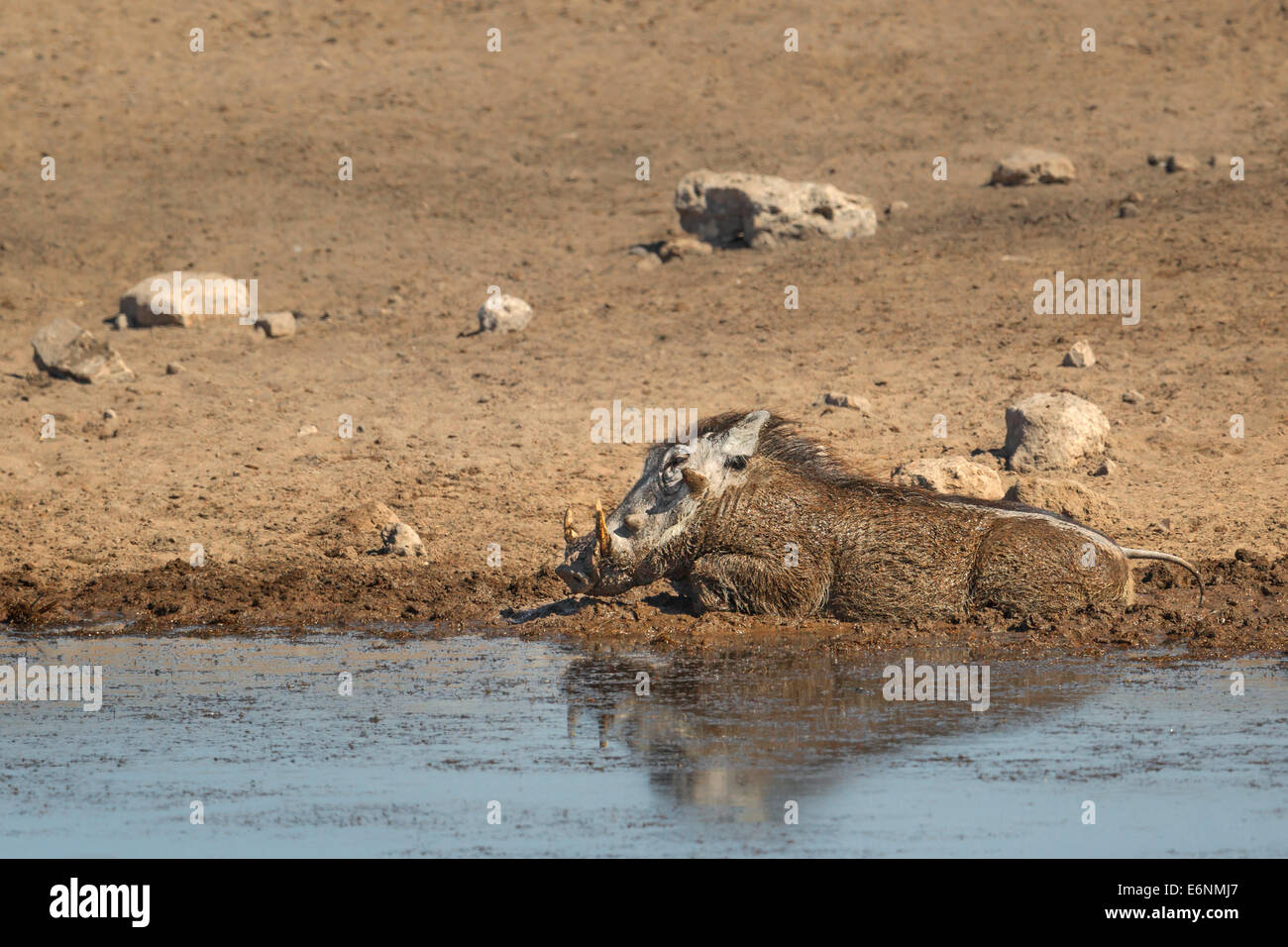 African Warthog (Phacochoerus Africanus) rolling in mud at waterhole. Etosha National Park, Namibia, Africa Stock Photo