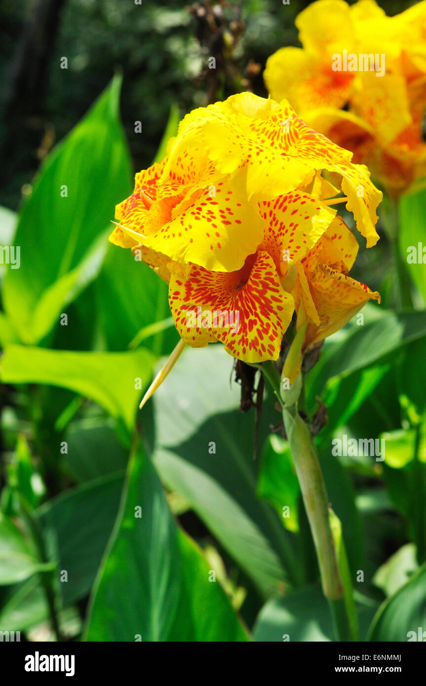 yellow Canna Lily Stock Photo