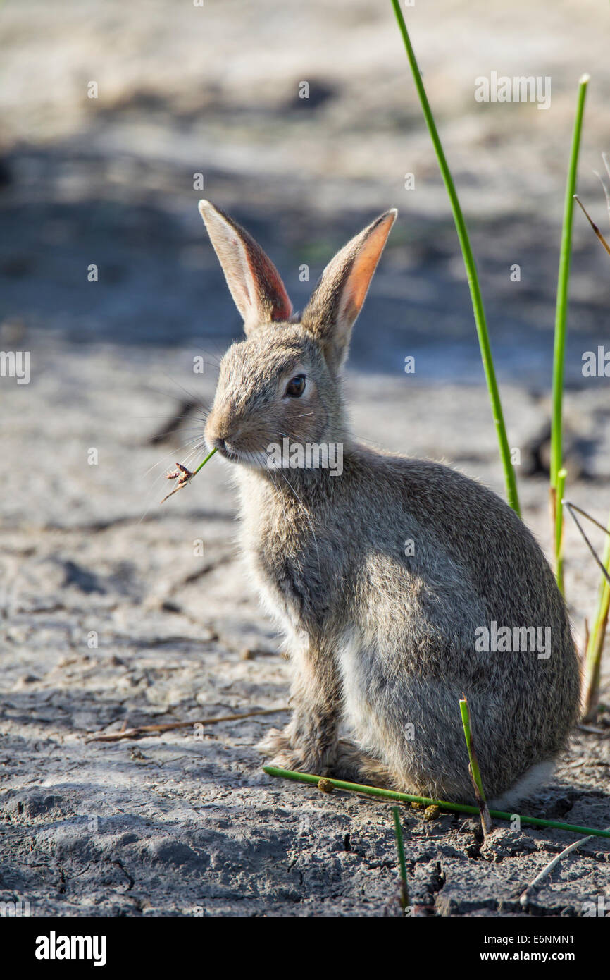 European rabbit Kaninchen Oryctolagus cuniculus Stock Photo