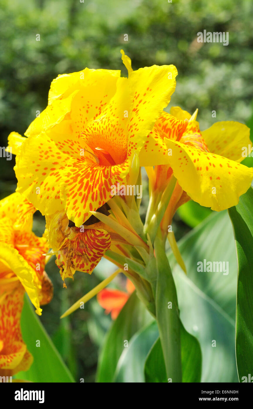 yellow Canna Lily Stock Photo