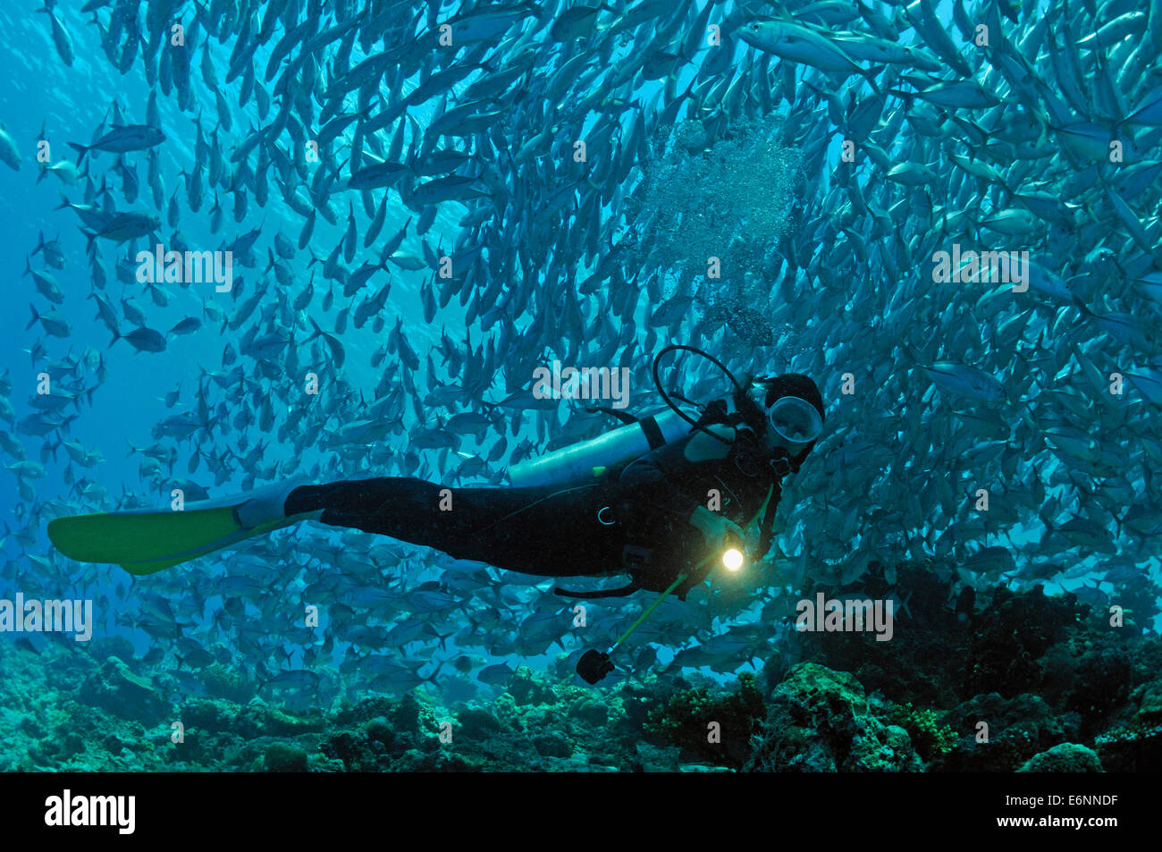 Scuba diver shining a torch by coral reef and school of fish, Borneo Island, Malaysia Stock Photo