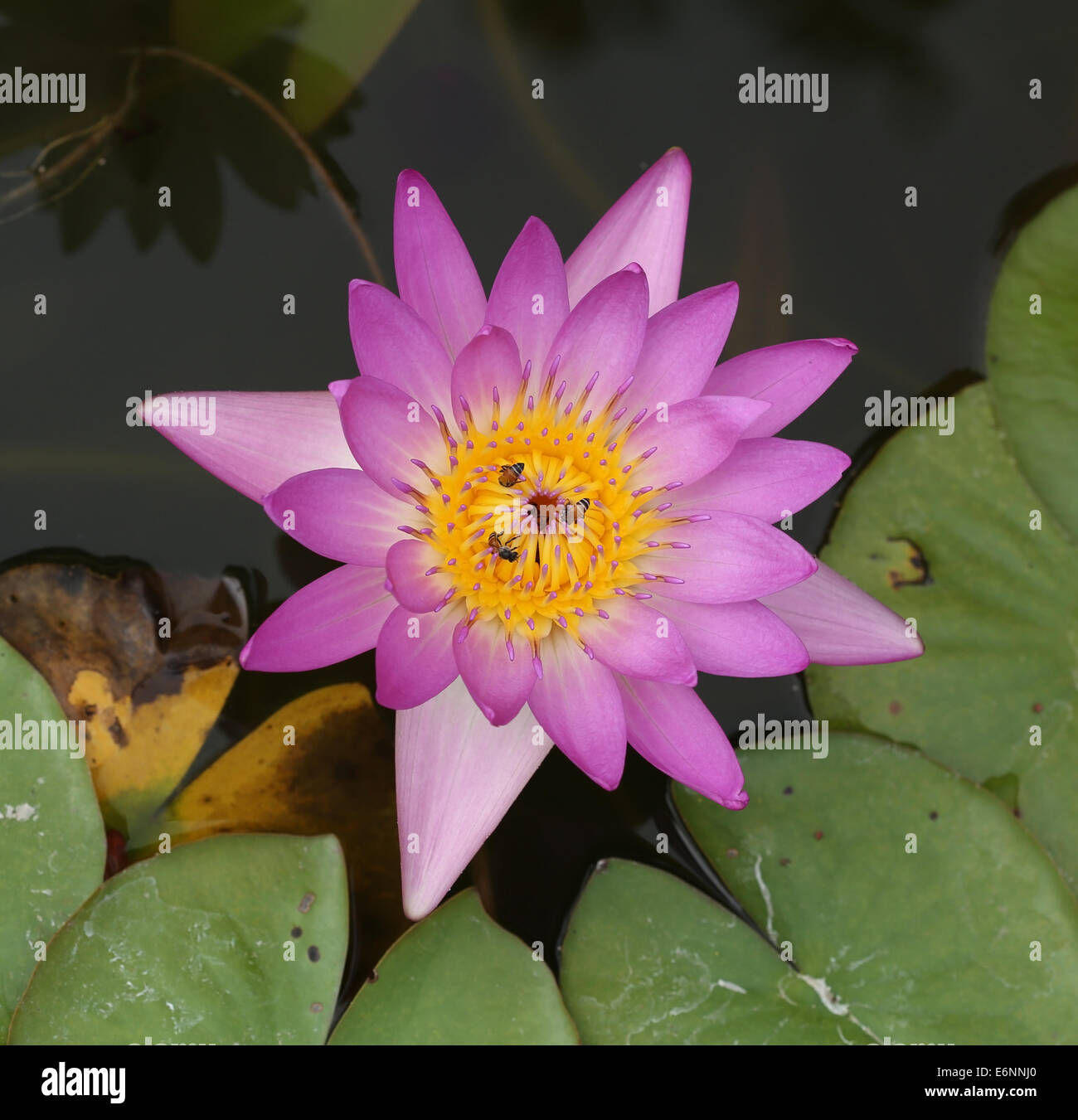 pink lotus or water lily with bee Stock Photo - Alamy