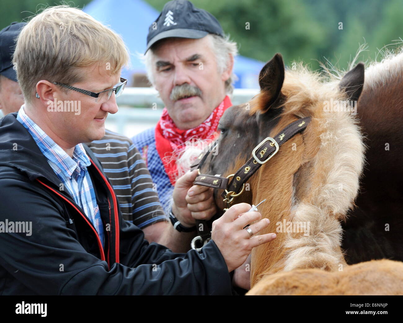 A foal gets an identification chip implanted in the German village of St. Märgen (Black Forest) on August, 7, 2014. Stock Photo