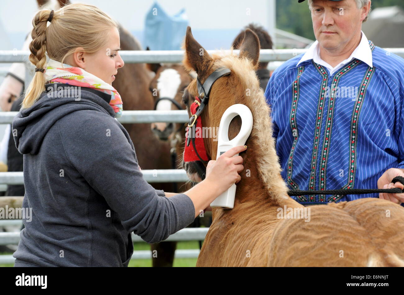 A woman uses a reading device to get the identification information saved on a chip implanted in a foal`s neck. Picture has been taken in the German village of St. Märgen (Black Forest) on August, 7, 2014. Stock Photo