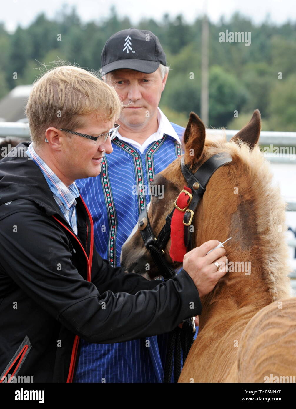 A foal gets an identification chip implanted in the German village of St. Märgen (Black Forest) on August, 7, 2014. Stock Photo