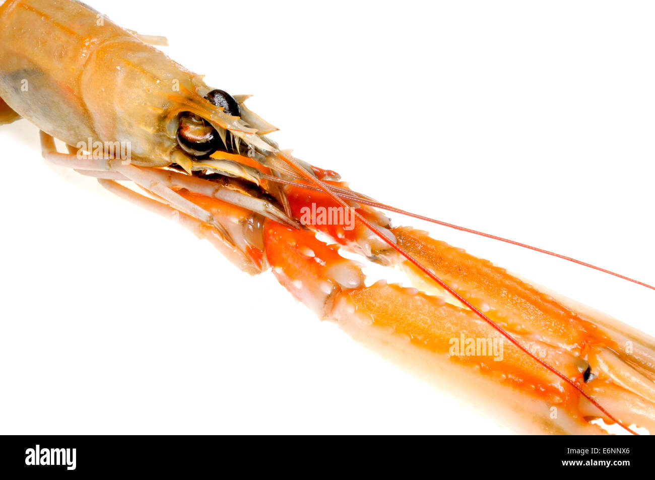 Raw Langoustine (Nephrops norvegicus) also known as the Norway lobster