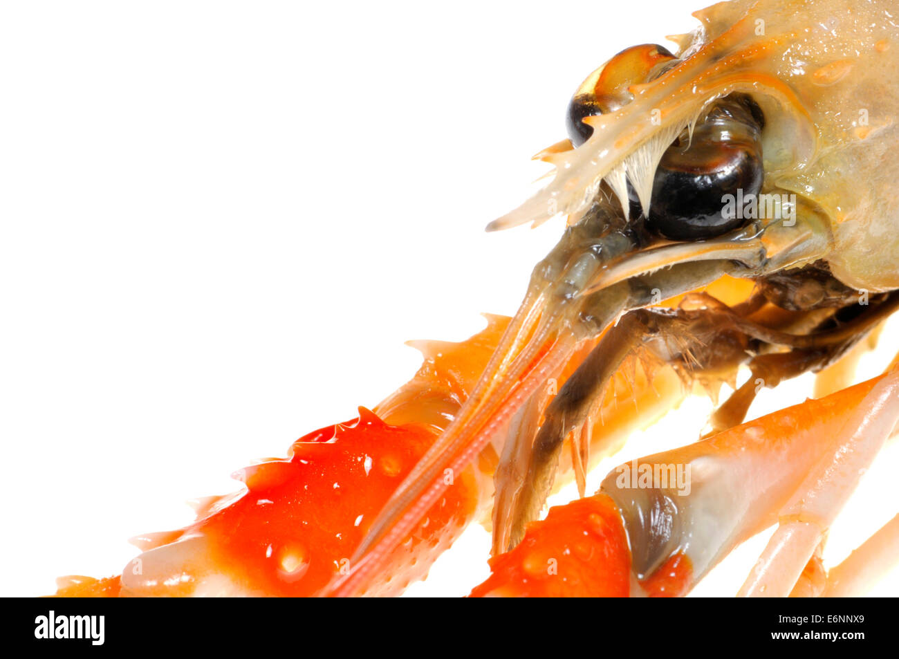 Raw Langoustine (Nephrops norvegicus) also known as the Norway lobster