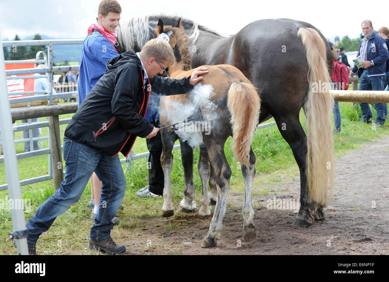 Foal branding in the german village of St. Märgen (Black Forest), on August 7, 2014. Stock Photo