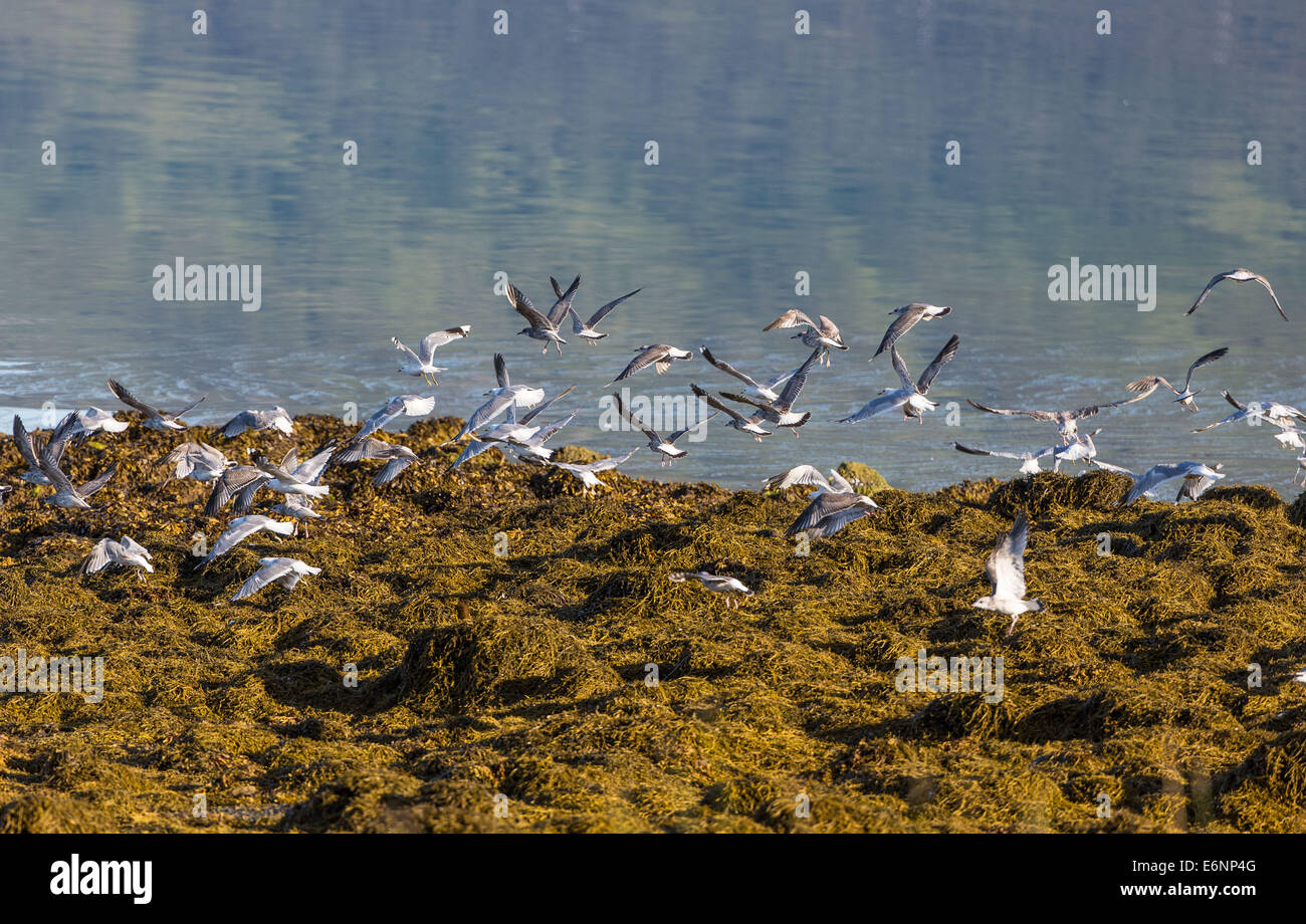 Common Gulls flying, Larus canus Stock Photo