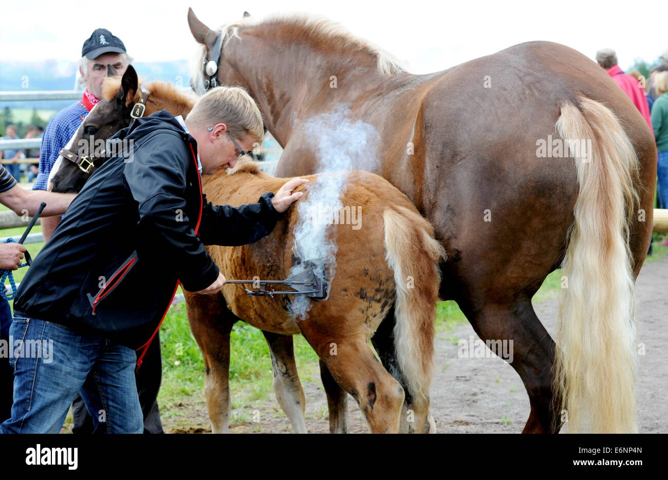 Foal branding in the german village of St. Märgen (Black Forest), on August 7, 2014. Stock Photo