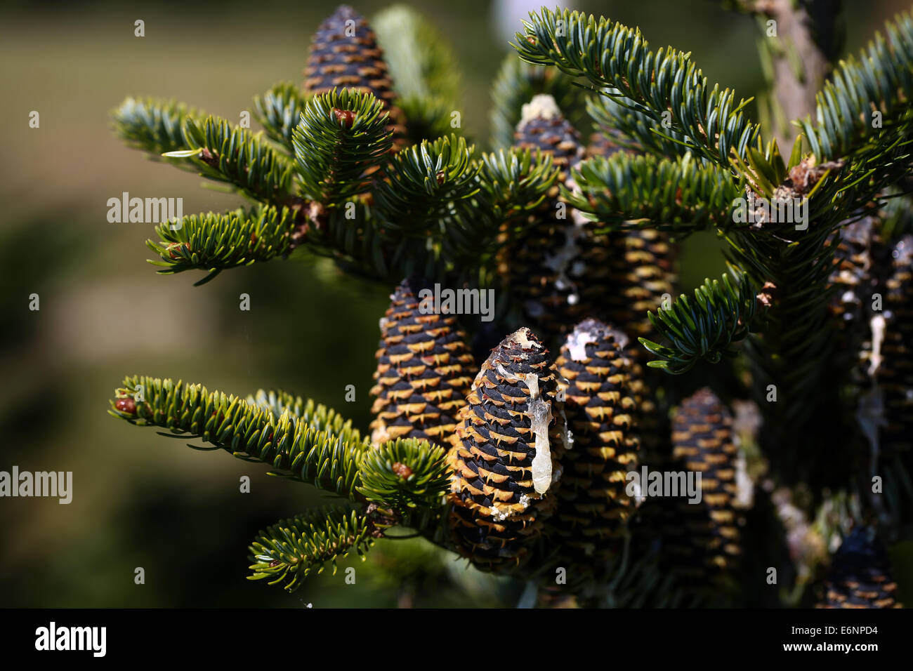 Vestenbergsgreuth, Germany. 28th Aug, 2014. Cones from a Fraser fur (lat. Abies fraseri) during an information event by the German Association of Christmas Tree farmers in Vestenbergsgreuth, Germany, 28 August 2014. Photo: DAVID EBENER/dpa/Alamy Live News Stock Photo
