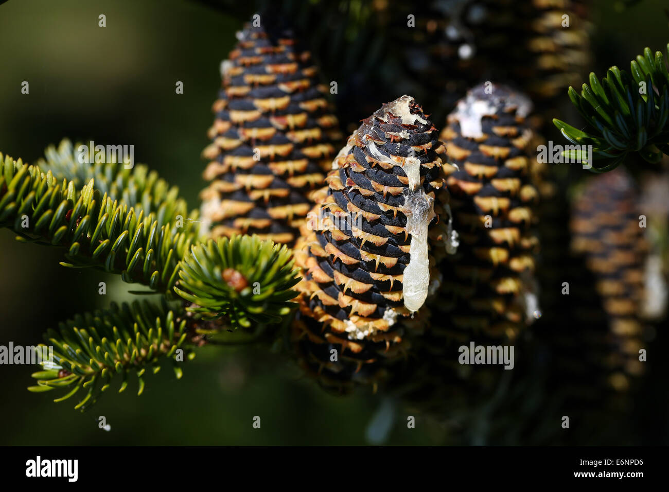 Vestenbergsgreuth, Germany. 28th Aug, 2014. Cones from a Fraser fur (lat. Abies fraseri) during an information event by the German Association of Christmas Tree farmers in Vestenbergsgreuth, Germany, 28 August 2014. Photo: DAVID EBENER/dpa/Alamy Live News Stock Photo