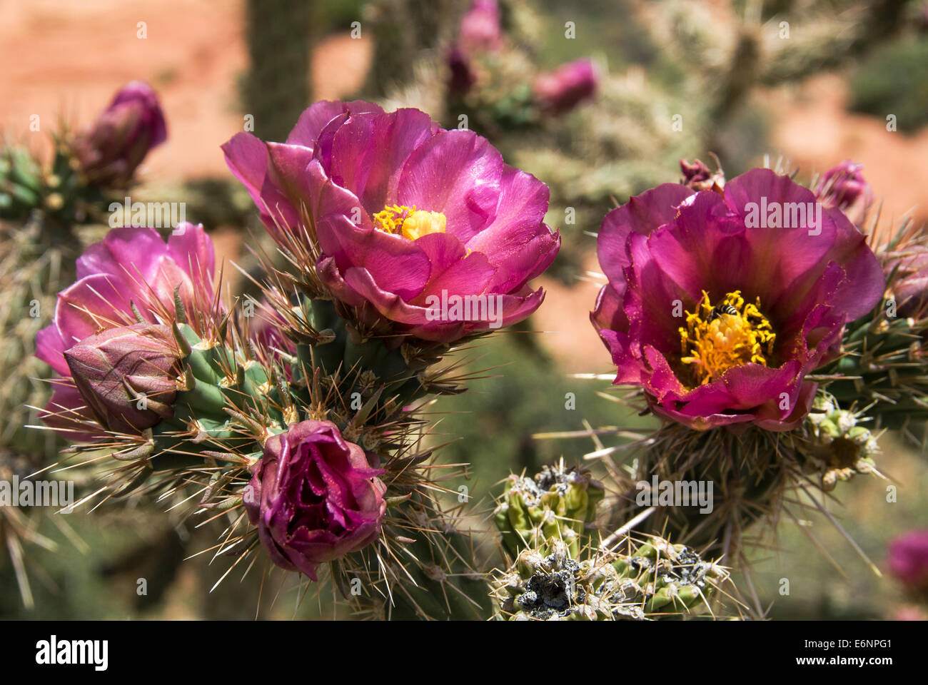 Buckhorn Cholla Cylindropuntia acanthocarpa Snow Canyon State Park Utah USA Stock Photo