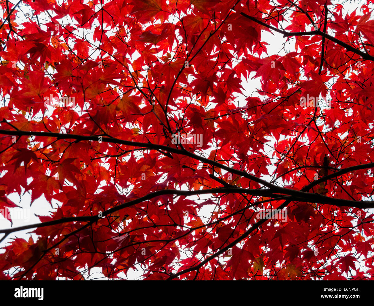 Japanese maple autumn leaves hi-res stock photography and images - Alamy