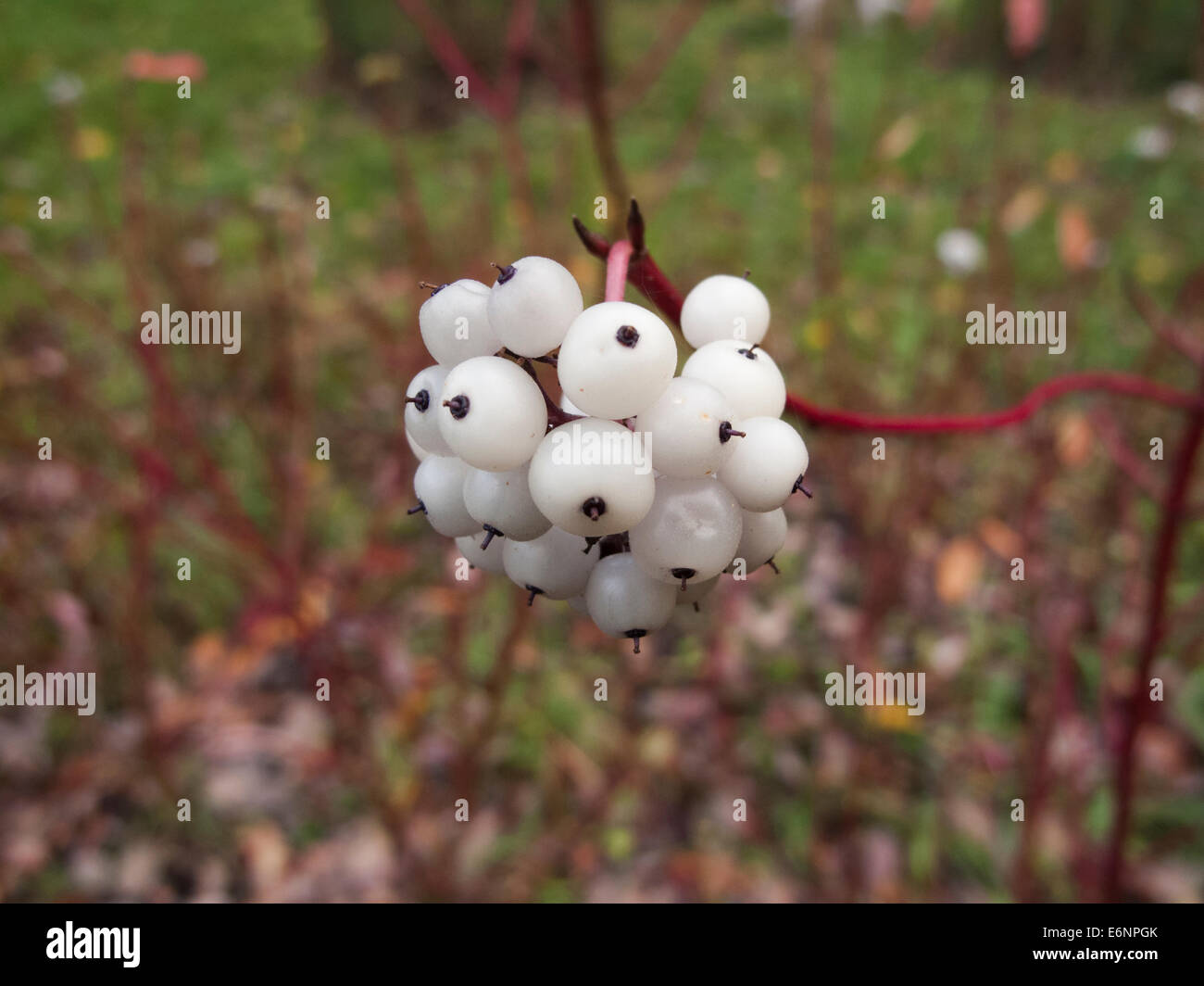 White dogwood berries in autumn Stock Photo