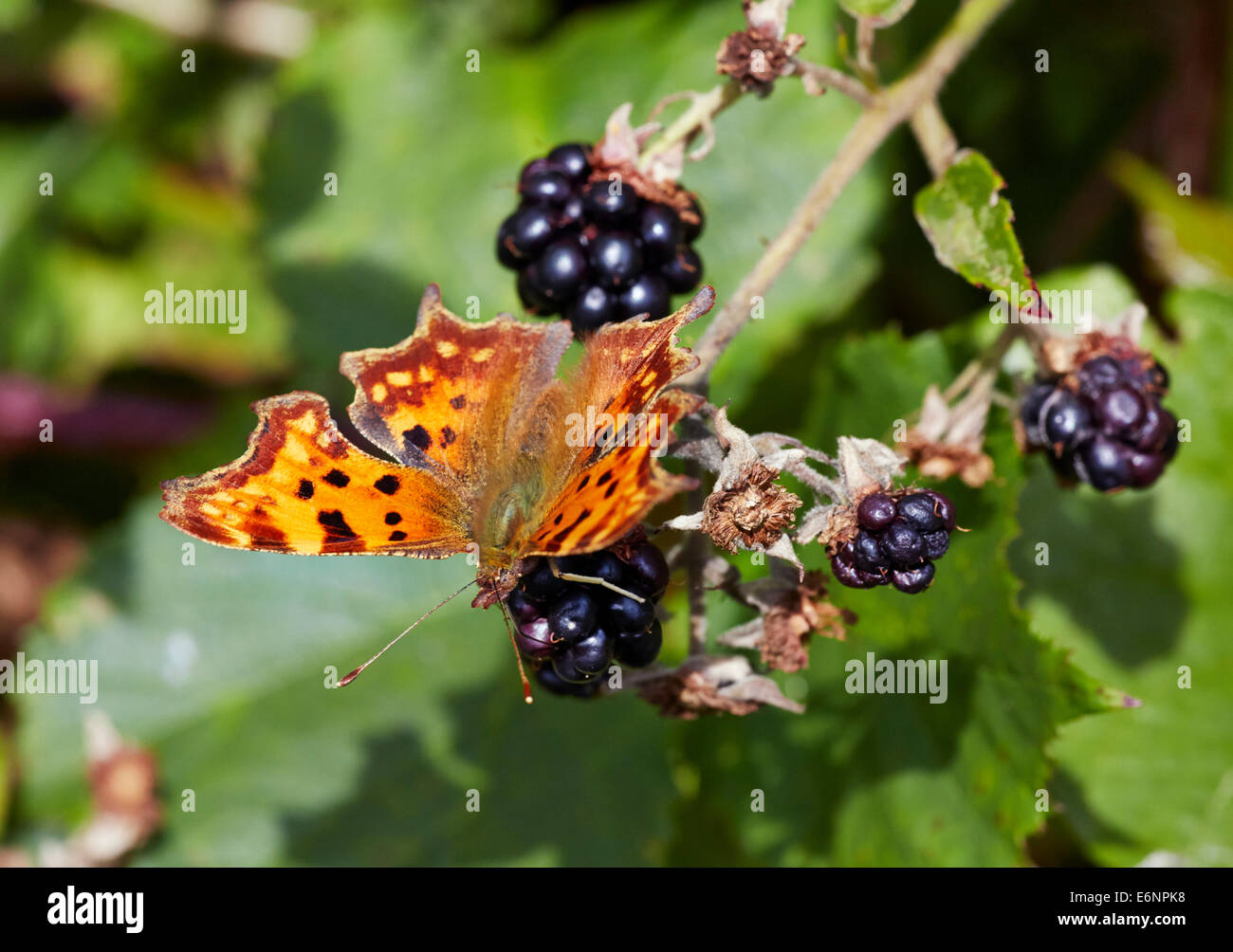 Comma butterfly feeding on a blackberry. Bookham Common, Surrey, England. Stock Photo