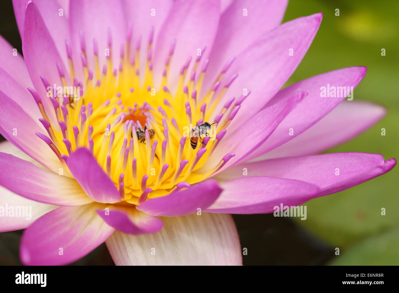 pink lotus or water lily with bee Stock Photo - Alamy