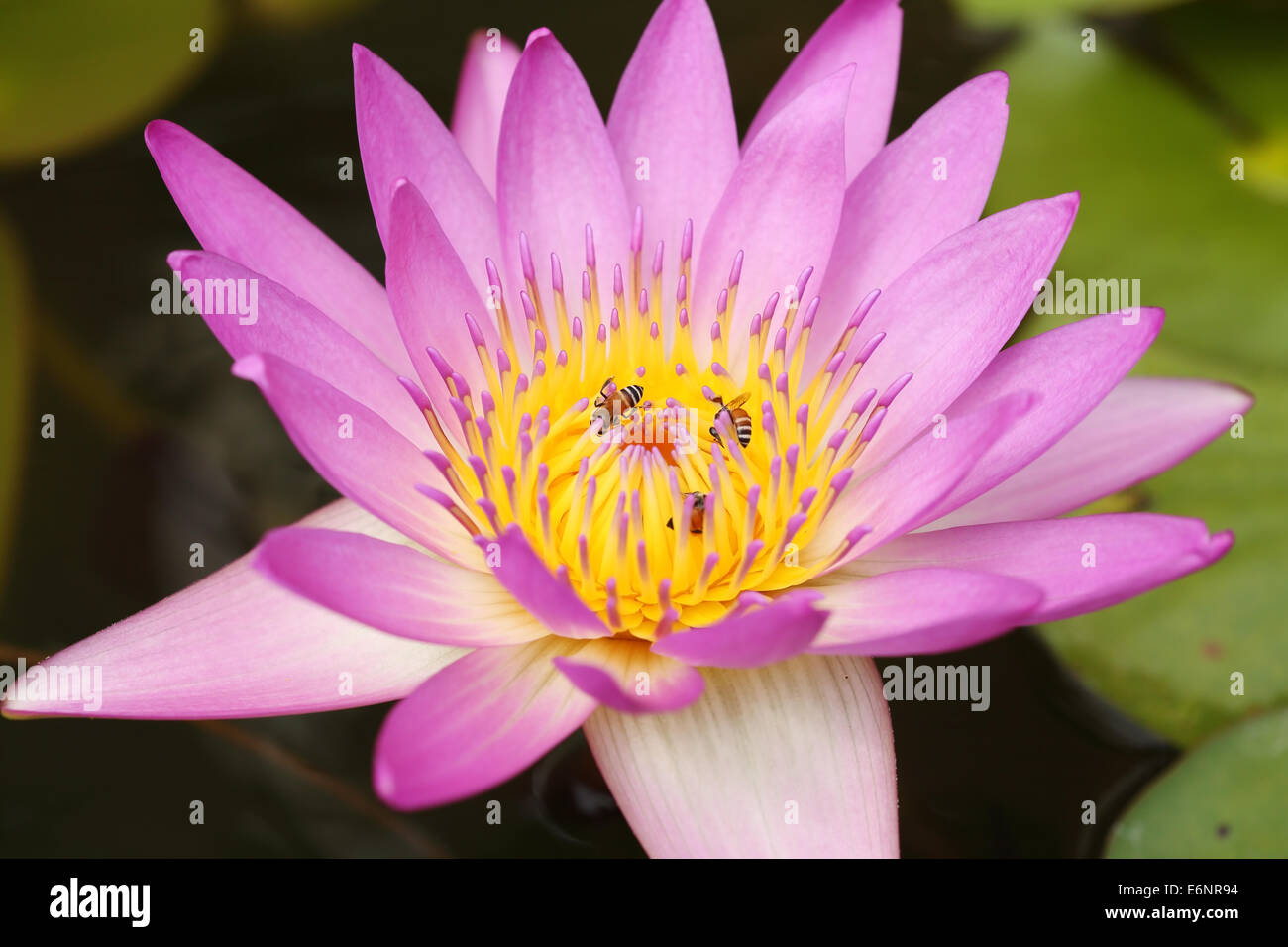 pink lotus or water lily with bee Stock Photo - Alamy