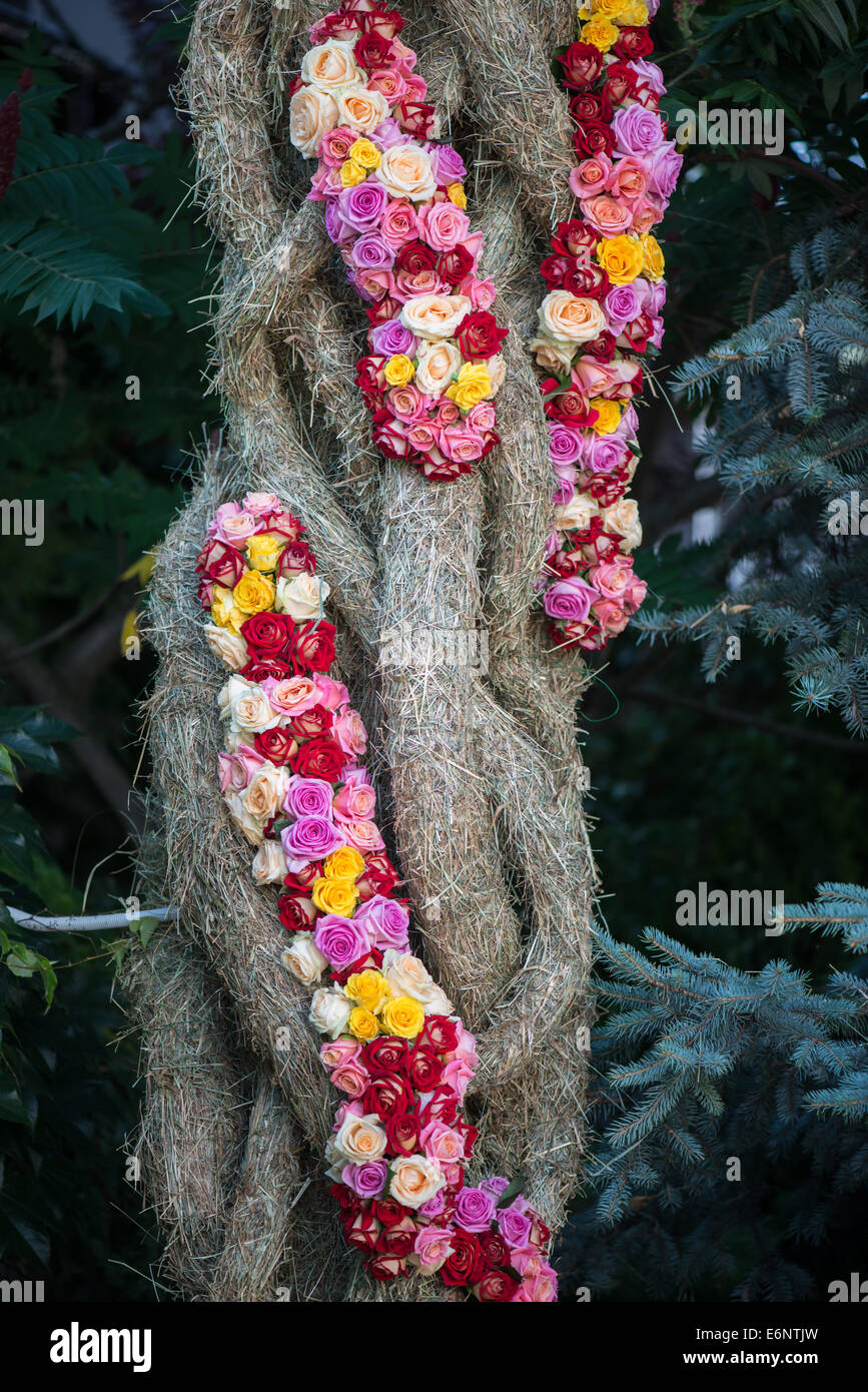 Beauty of roses Stock Photo Alamy