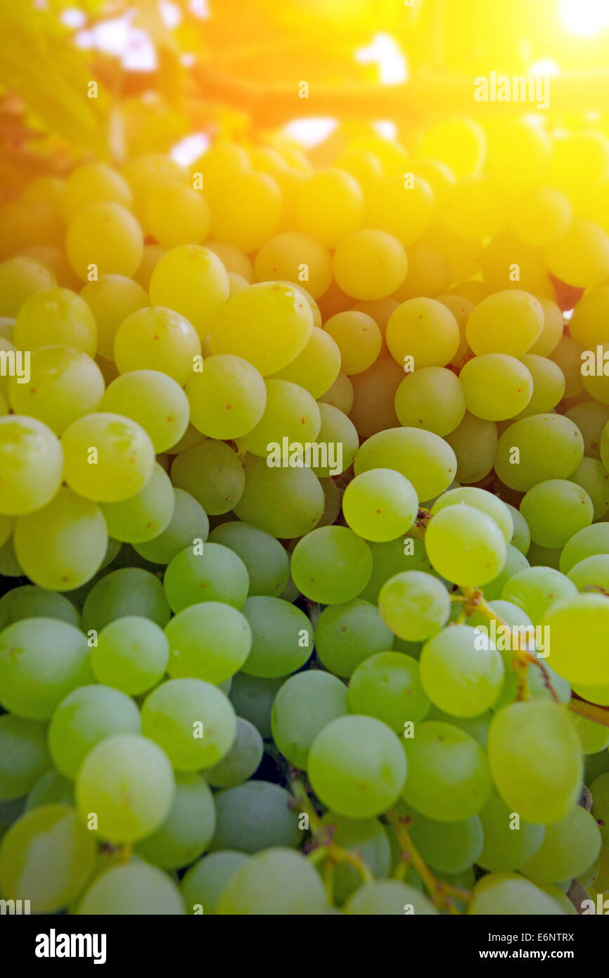 ripe grape ready for harvest Stock Photo - Alamy