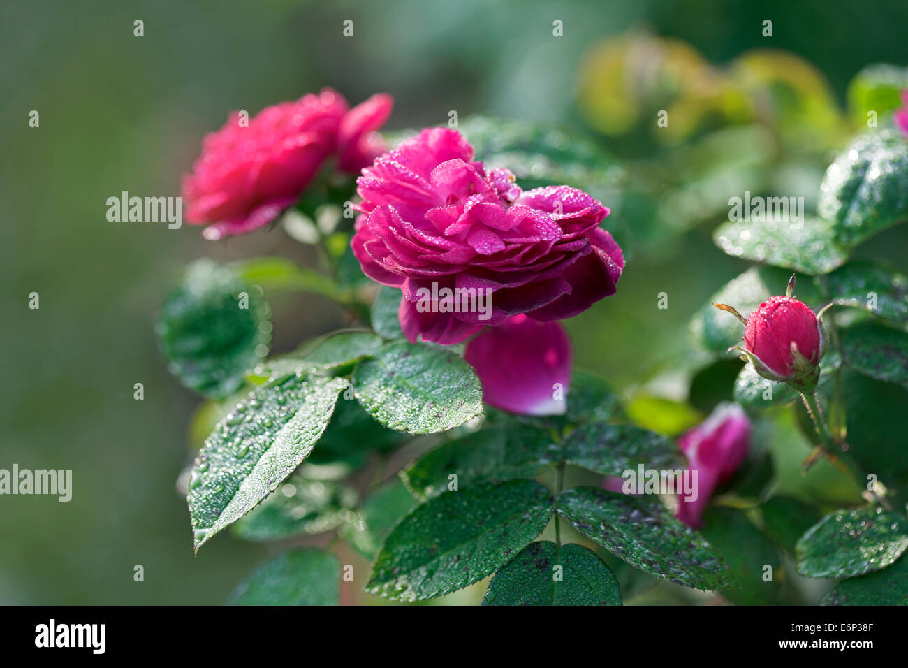 Cerise pink hires stock photography and images Alamy