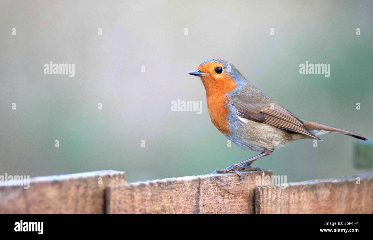 A cheeky Robin in a garden Stock Photo