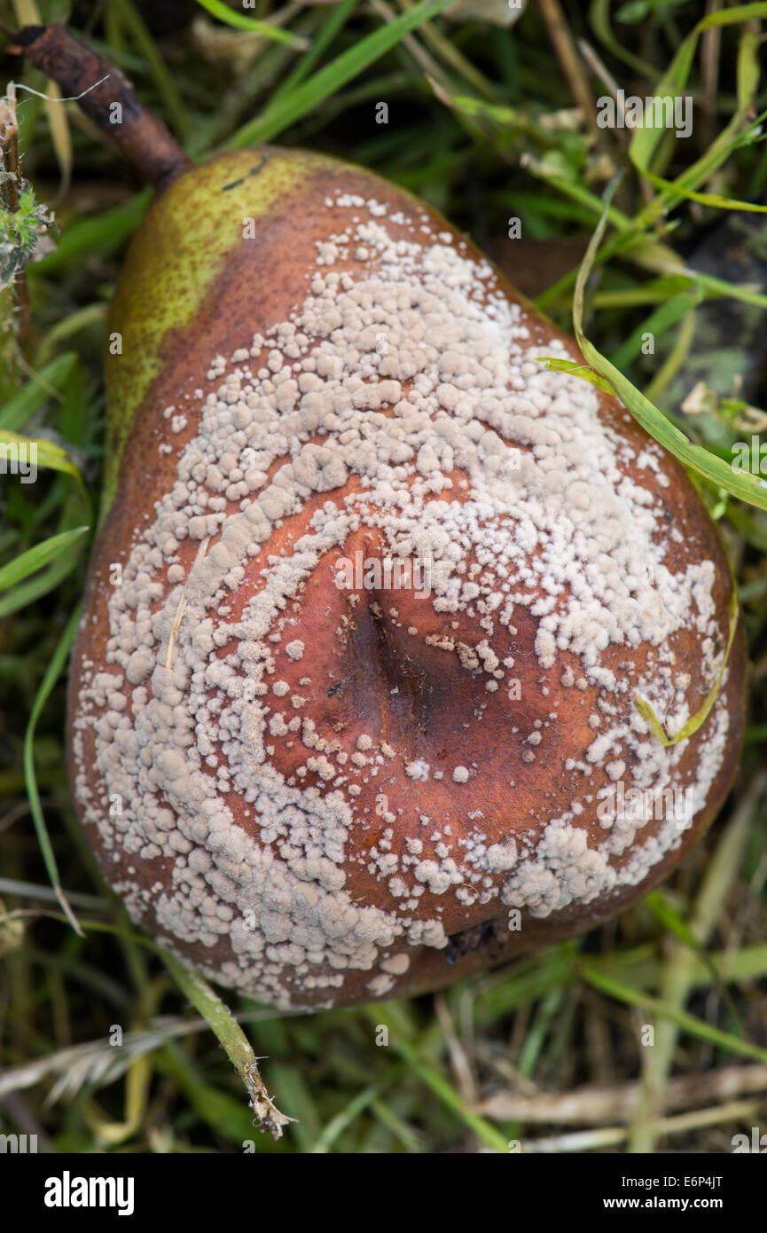 Pyrus and Monilinia laxa / Monilinia fructigena. Pear with Brown rot Stock Photo