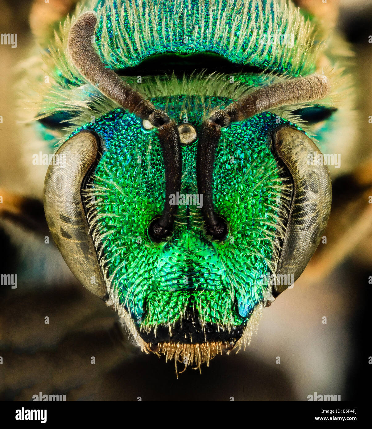 Agapostemon sericeus, F, Face, MD, PG County 2014-01-31-162208 ZS PMax 12422042734 o The least common of the Eastern Agapostemon Stock Photo