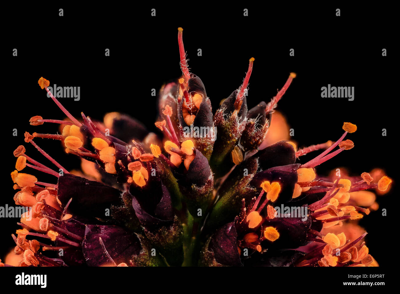 Amorpha fruticosa, md, upper marlboro 2014-06-04-125109 ZS PMax 14421932604 o False Indigo Plant.  My impression is that this pl Stock Photo