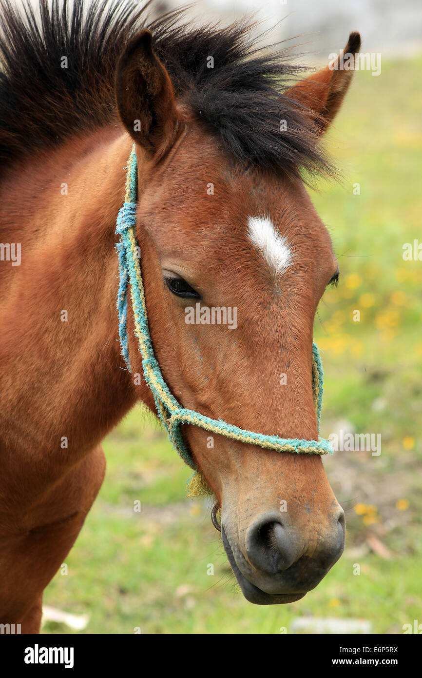 A brown horse with a bridle in a farmers pasture in Cotacachi, Ecuador Stock Photo