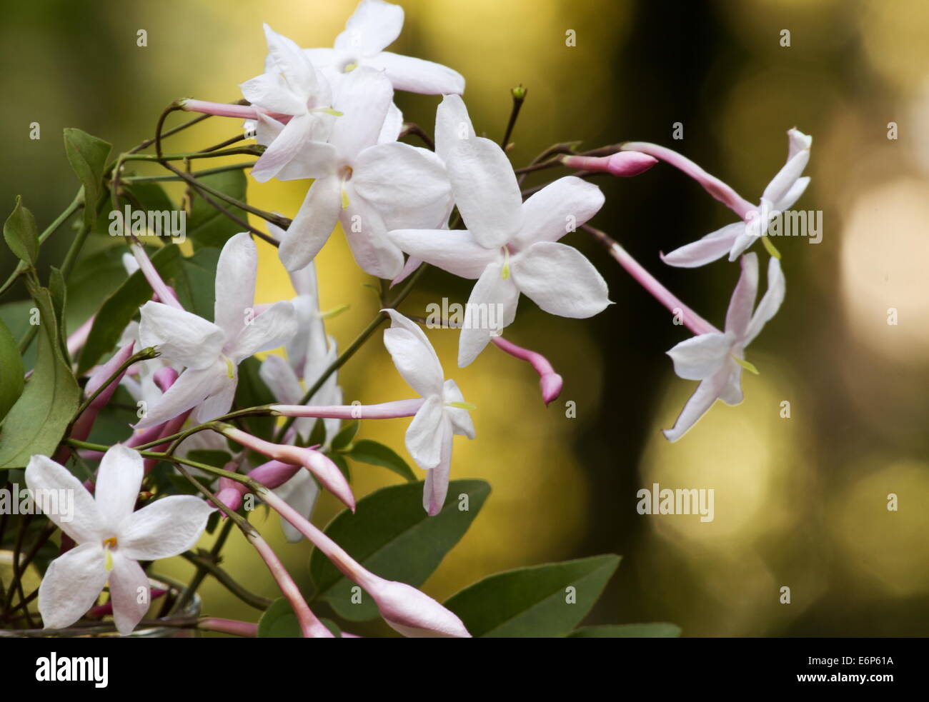 Pink jasmine (Jasminum polyanthum) flowers and buds with a natural
