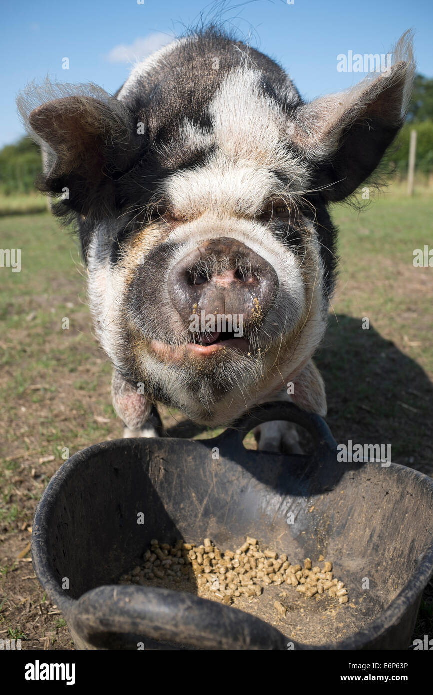 Pig small white breed hi res stock photography and images Alamy