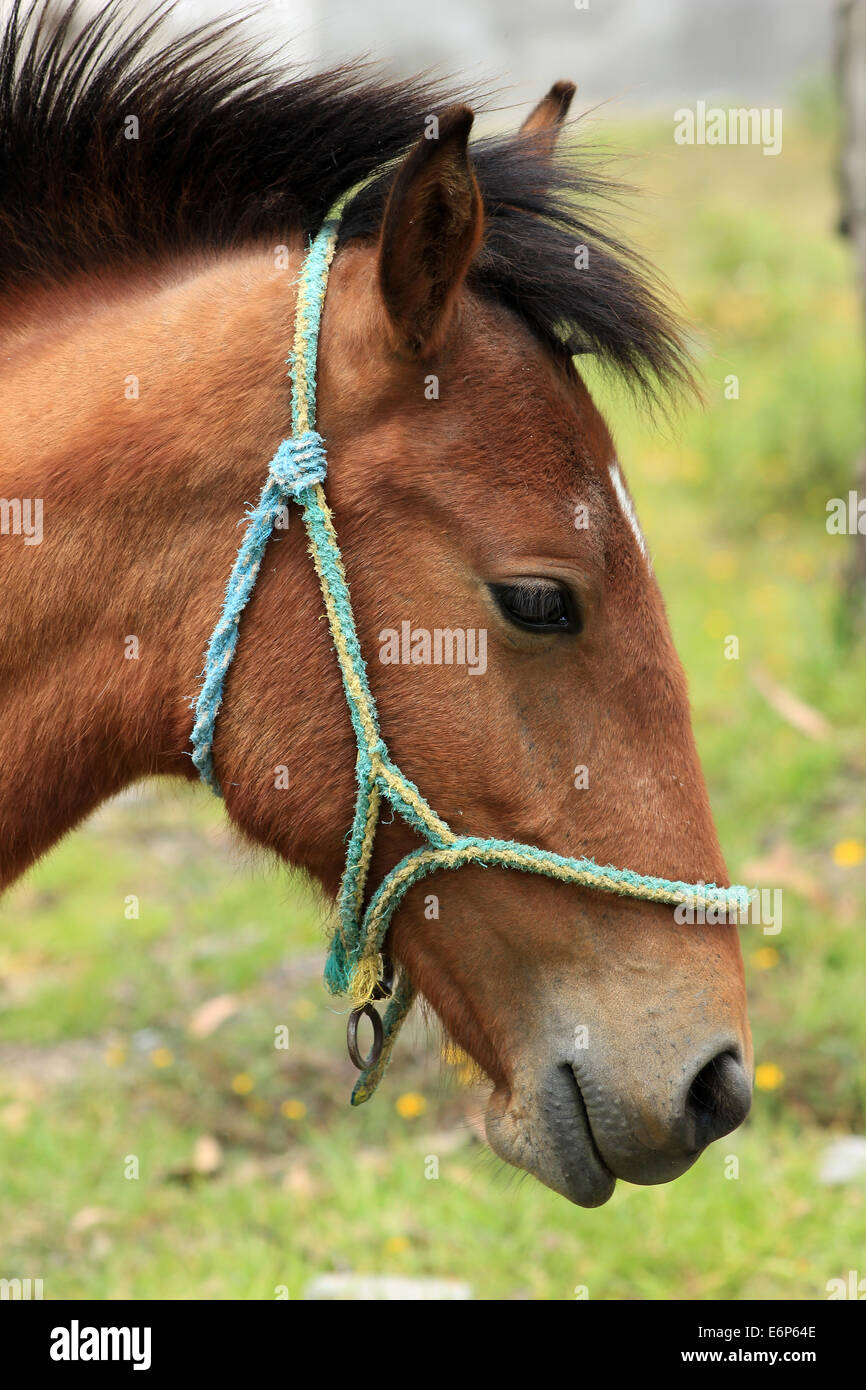 A brown horse with a bridle in a farmers pasture in Cotacachi, Ecuador Stock Photo