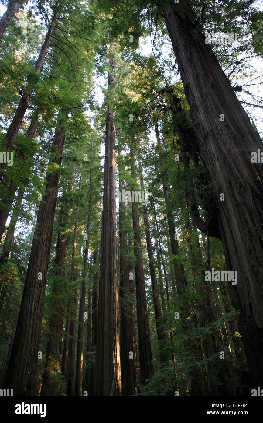 The Redwood trees in the Humboldt Redwoods State Park on the Avenue of the Redwoods Stock Photo